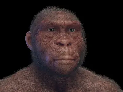 Australopithecus Afarensis Female 3D model