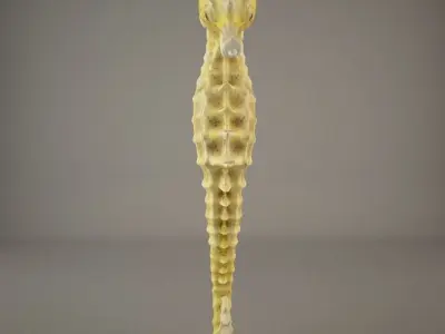 Sea Horse 3D model get