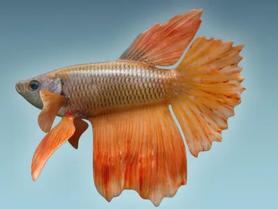 Betta Fish 7 3D model