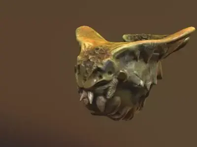tropical insect bug Low-poly 3D model