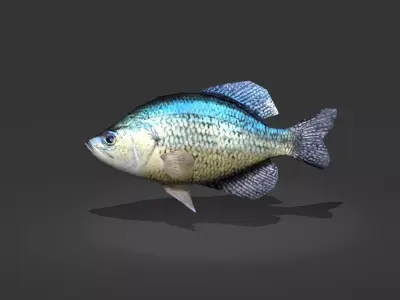 Crappie bluegill fish Low-poly 3D model
