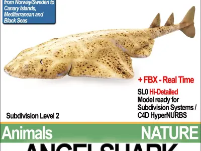 Angelshark Squatina Squatina 3D model