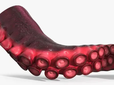  Octopus Tentacle Marine Anatomy Red 