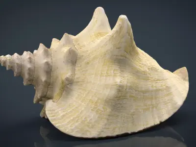 SEA SHELL Low-poly 3D model purchase
