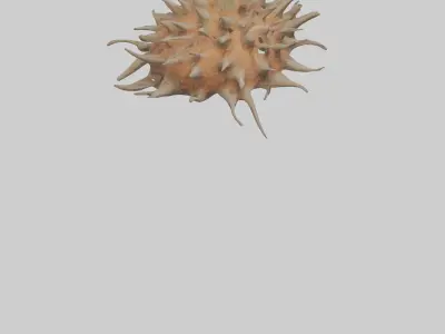 Sea Urchin clinging model 3D model