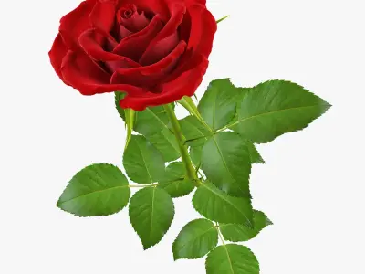 Rose 16 3D model