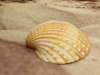 3D-Scanned Seashells - 2nd Set of 3 Low-poly 3D model