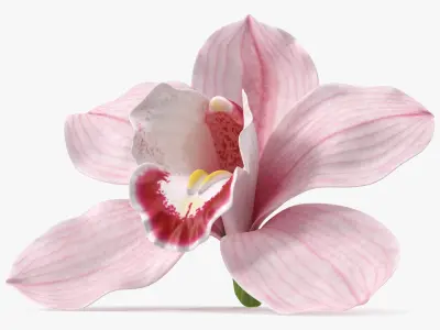 Hybrid Orchid Pink 3D model