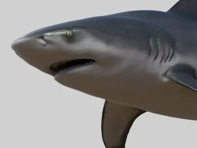 Bull shark 3D model purchase