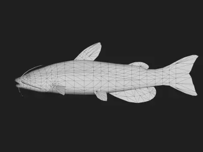 Catfish Low-poly 3D model 12