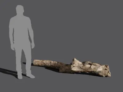  Gnarly Decaying Log Model 