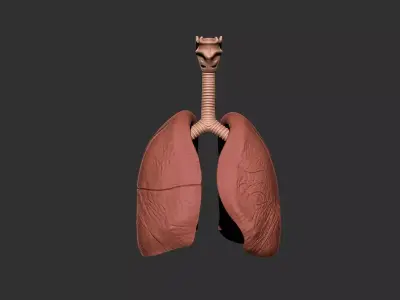 lungs human anatomy organ 3D print model