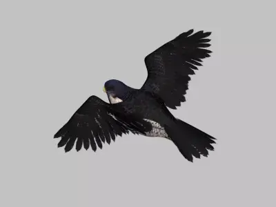Realistic 3D Falcon Rigged Animated Fully Textured 3D model