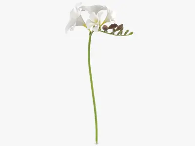  Freesia - White 