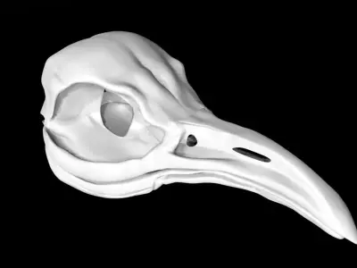 Penguin skull Low-poly 3D model