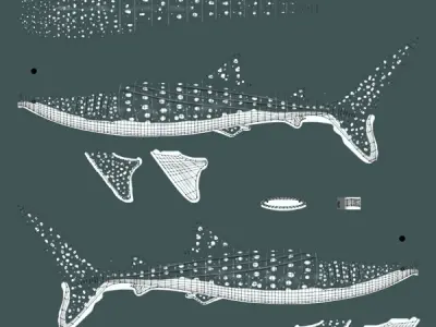 Whale Shark 3D model order