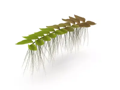 Salviniya ushastaya 3D model