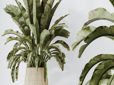 AV Indoor plants set 205 Ravenala Banana Nicolai 3D model