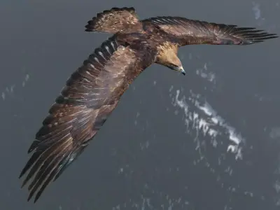 Animated low poly eagle Low-poly 3D model
