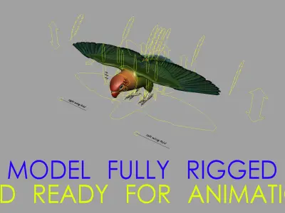Agapornis Fischeri "Fischer's Lovebird" 3D model