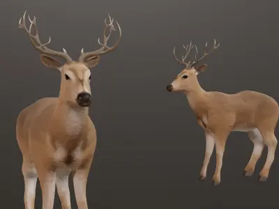 Deer 3D model with antlers Low-poly 3D model