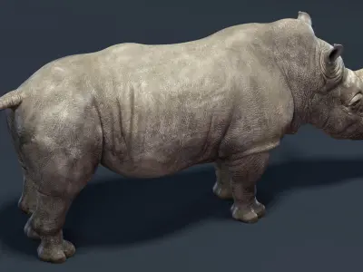 Rhino Rigged 3D model