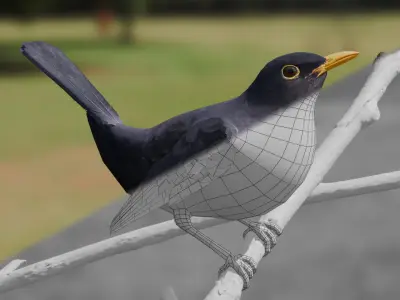 Common Blackbird Rigged 3D model