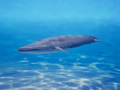 Blue whale Rig UNREAL project   Maya base rig 3D model