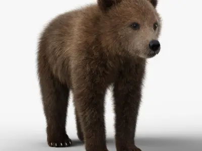 Little Brown bear Animated 3D model