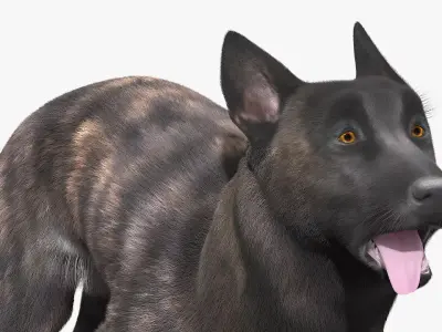 Dutch Shepherd Dog Running Fur Animated Rigged For Maya 3D model