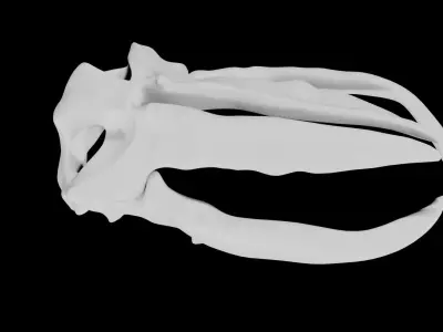 Whale Skull Low-poly 3D model