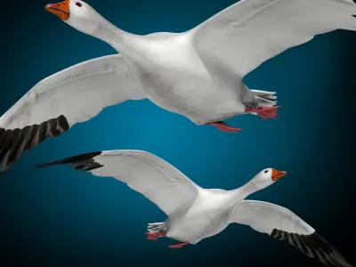 Goose 3D model buy