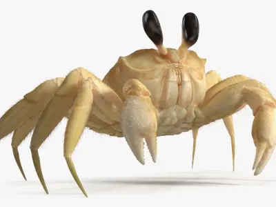  Ghost Crab Crustacean Beige Looking Pose Fur 
