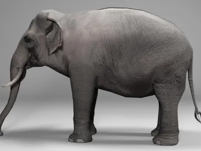 Asian Elephant Animated 3D model