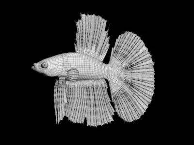 3DS Max Betta Rigged Low-poly 3D model