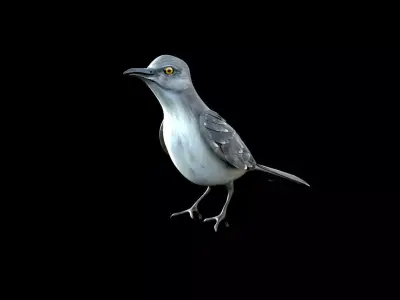 Mockingbird Low Poly Rigged with high quality texture Low-poly 3D model