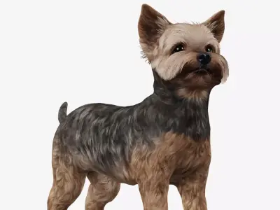 Dog Yorkshire Terrier Low-poly 3D model