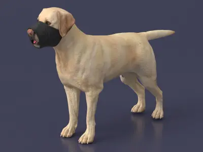 Labrador with Nylon Dog Muzzle 3D model