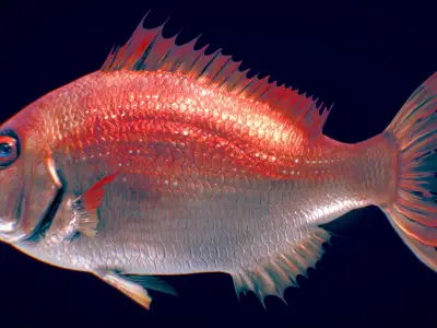  Red Seabream 3D model
