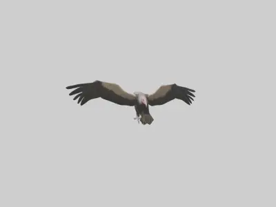 LappetFaced Vulture flying model Low-poly 3D model