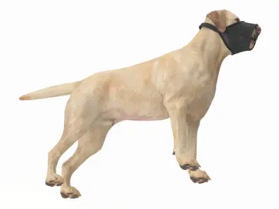 Labrador with Nylon Dog Muzzle 3D model