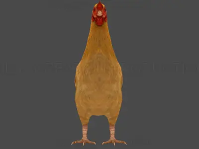Hen chicken Animated Low-poly 3D model