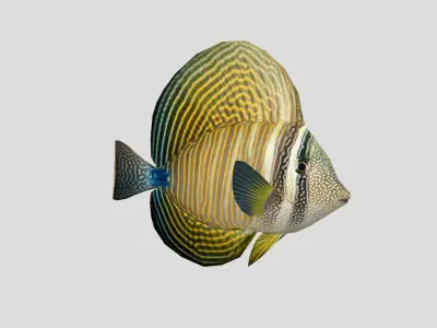 Sailfin Tang Realistic Animated Low-poly 3D model