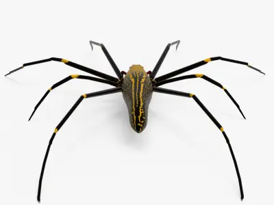 Goldern Web Spider Low-poly 3D model