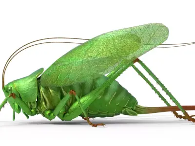 Tettigonia viridissima green bush Free low-poly 3D model