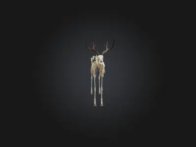 Realistic Antelope Skeleton Model Low-poly 3D model