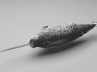 Narwhal 3D model purchase