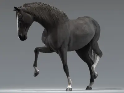 Horse Black Rigged 3D model