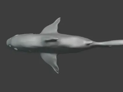 Shark 3D model shop