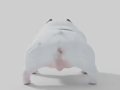 3D Pitbull Model bulldog Low-poly 3D model